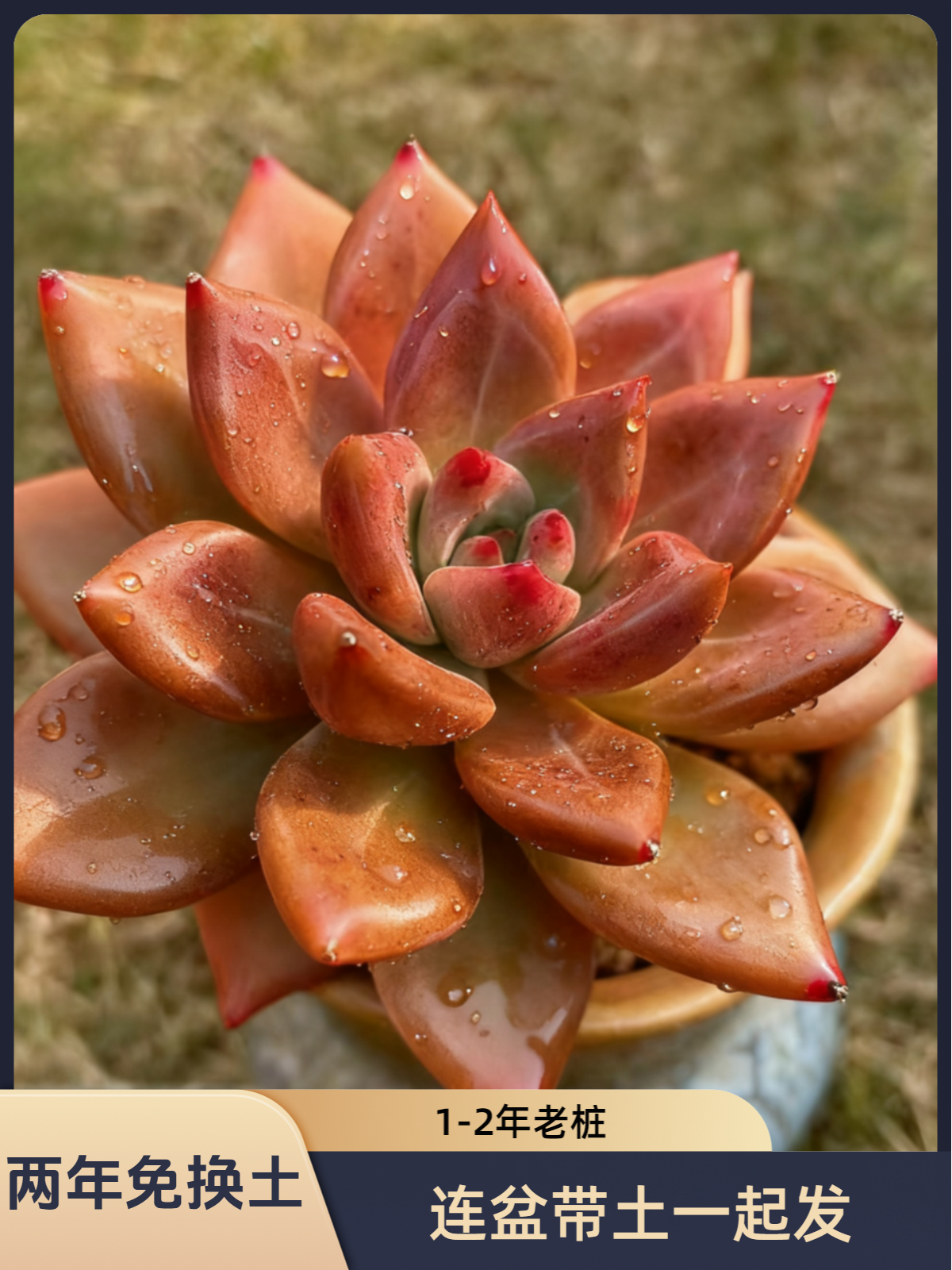 弟弟精挑的多肉【连盆一起发】