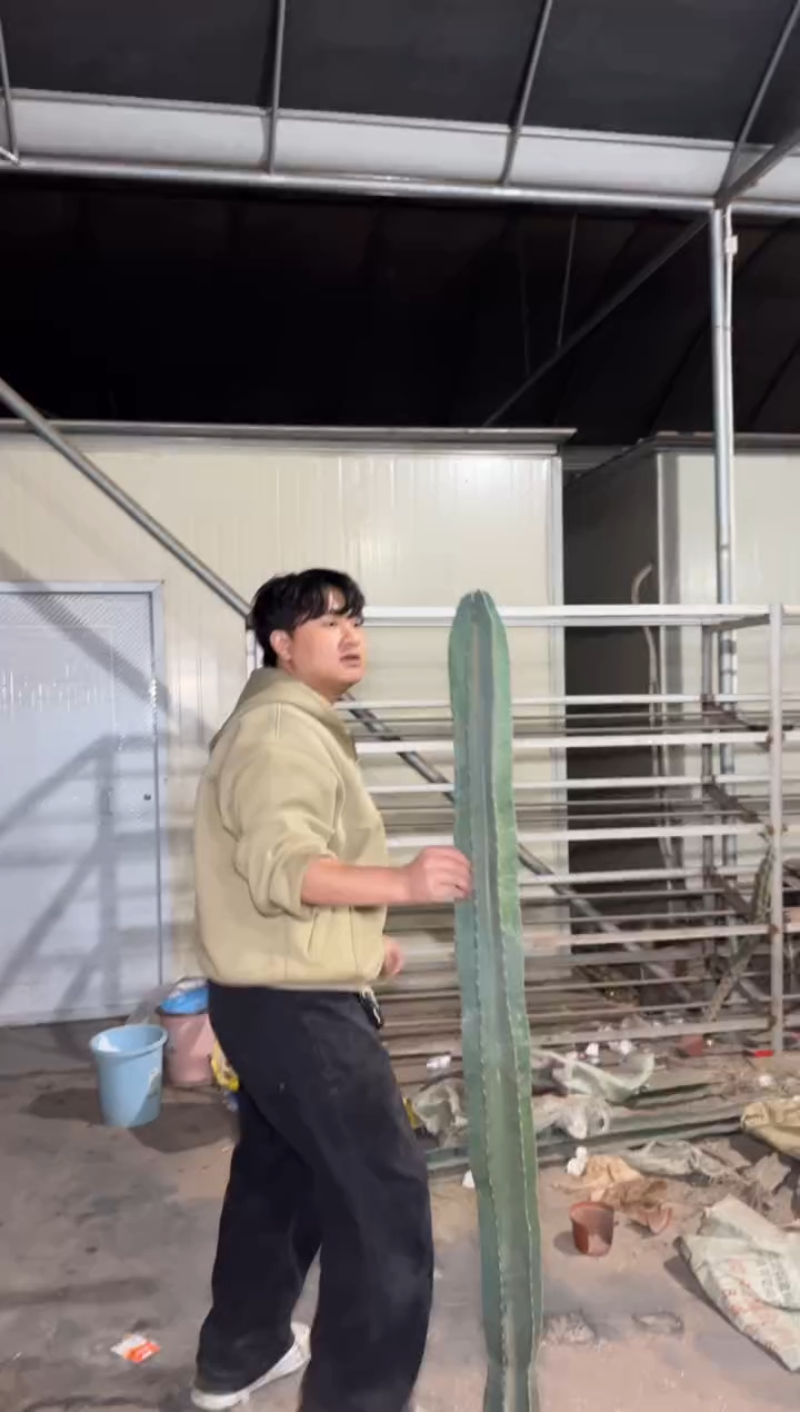 【带根】100-150cm 量天尺