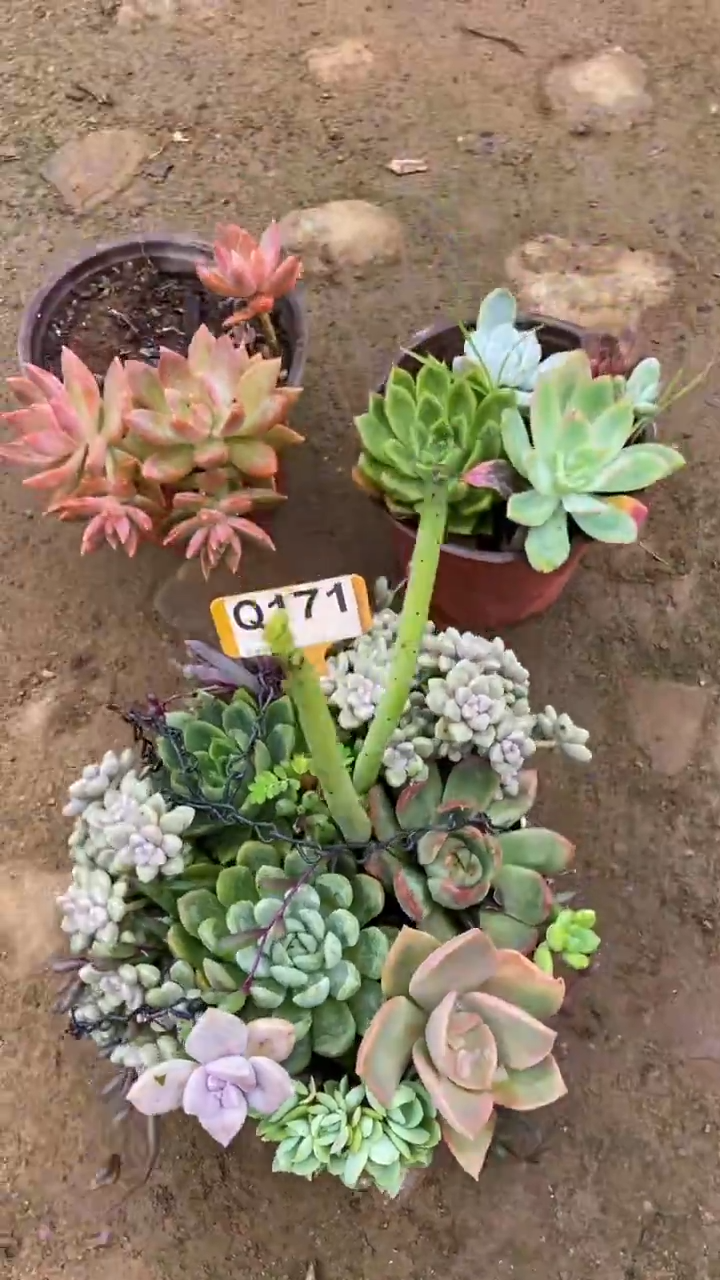 Q171多肉组合默认脱土发货