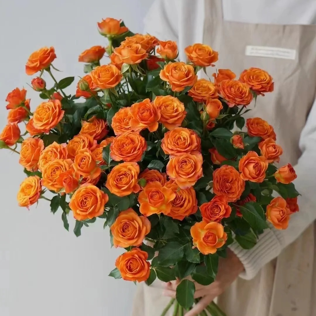 【10支橙色芭比多头玫】家居生活鲜花鲜花次日达昆明基地鲜花批发包邮