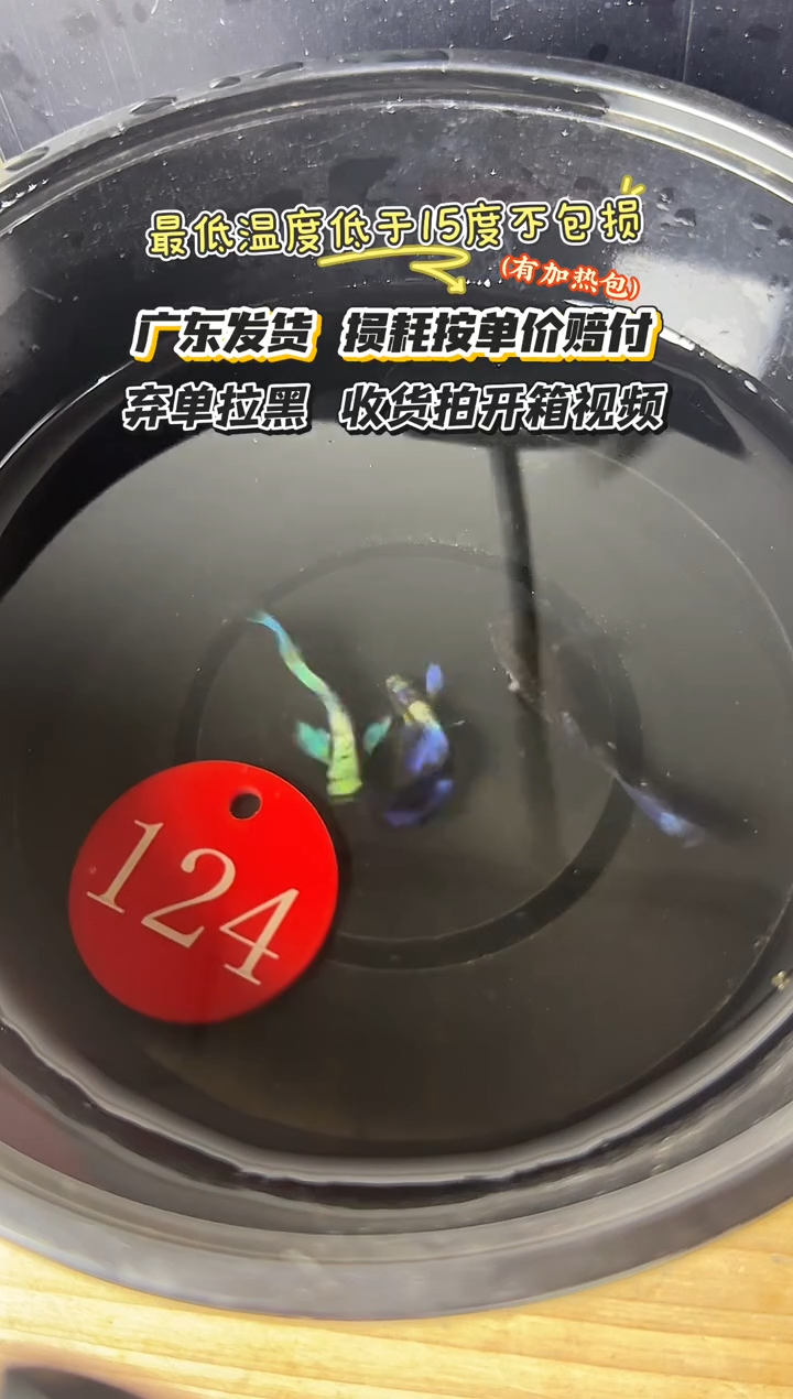 孔雀鱼124 孔雀鱼三条