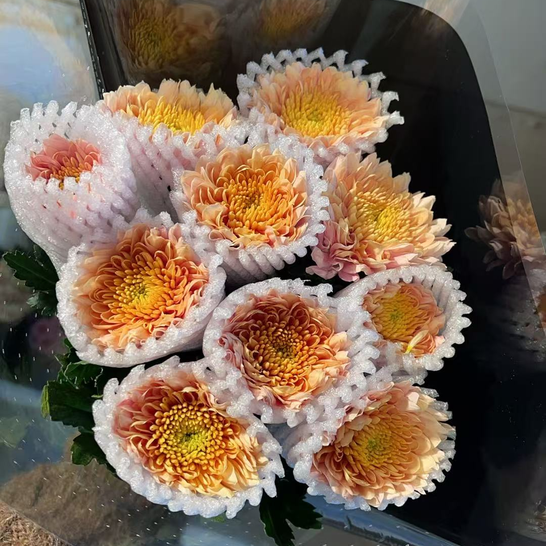 单头焦糖神仙 小雏菊全店任意4单一个运费