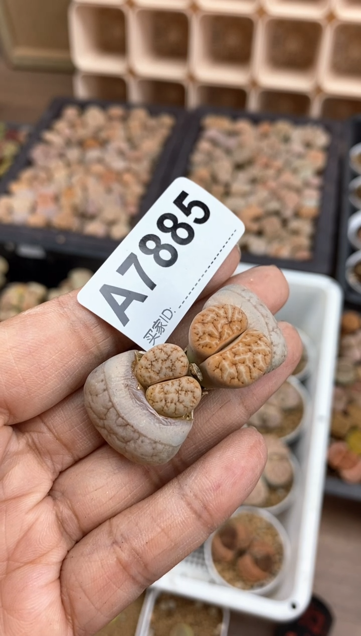 【闪购商品】7885直播一物一拍