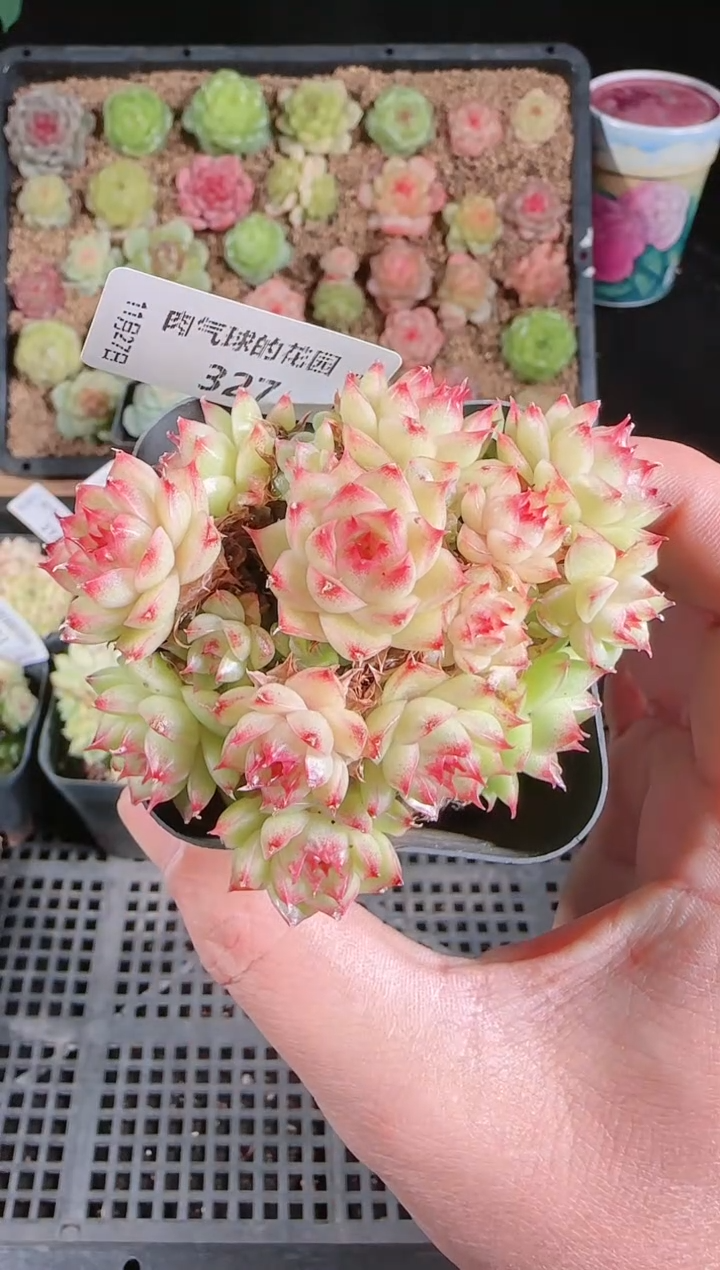 1127-327群生不包整