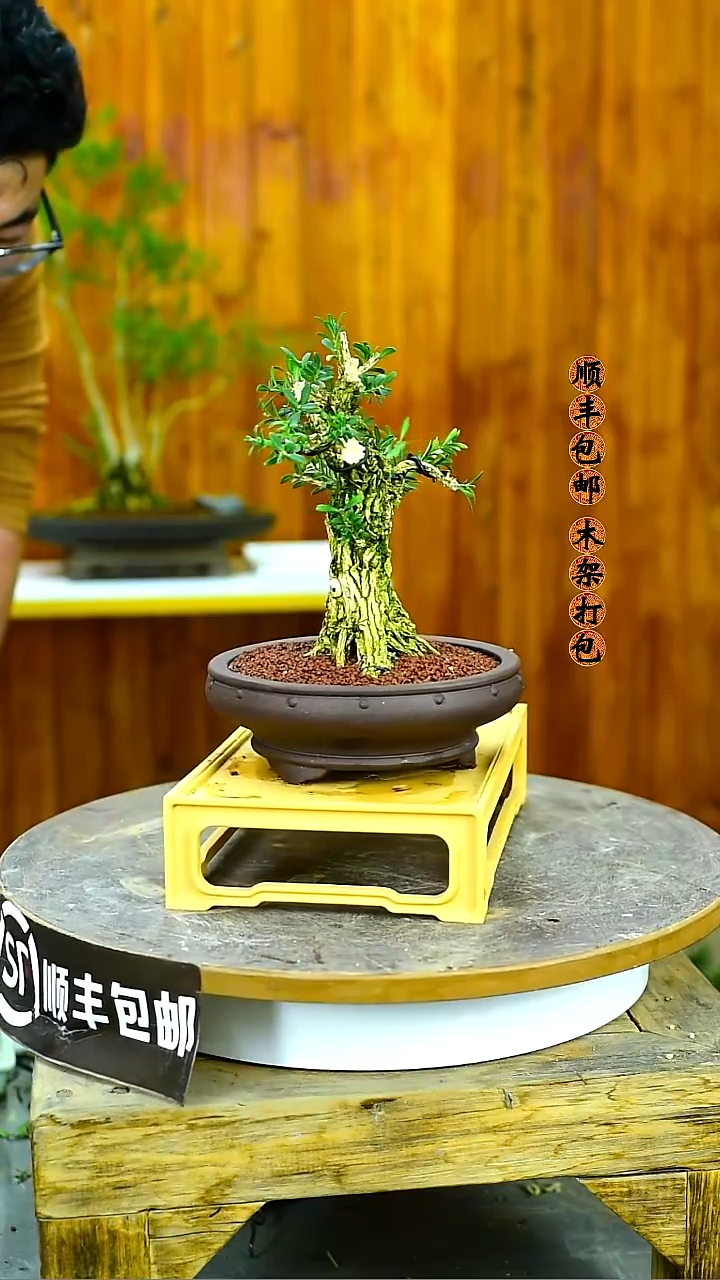 清*茗福建闽江雀舌皱皮黄杨