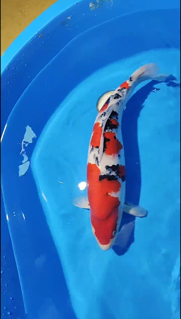 锦鲤【12.2】43号鱼紫水晶母鱼