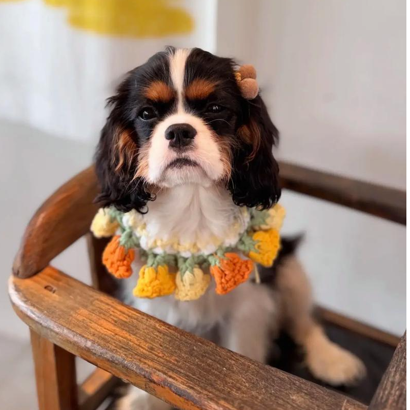 温顺粘人的查理王宝宝 聪明伶俐 家庭伴侣 您身边最忠实的朋友