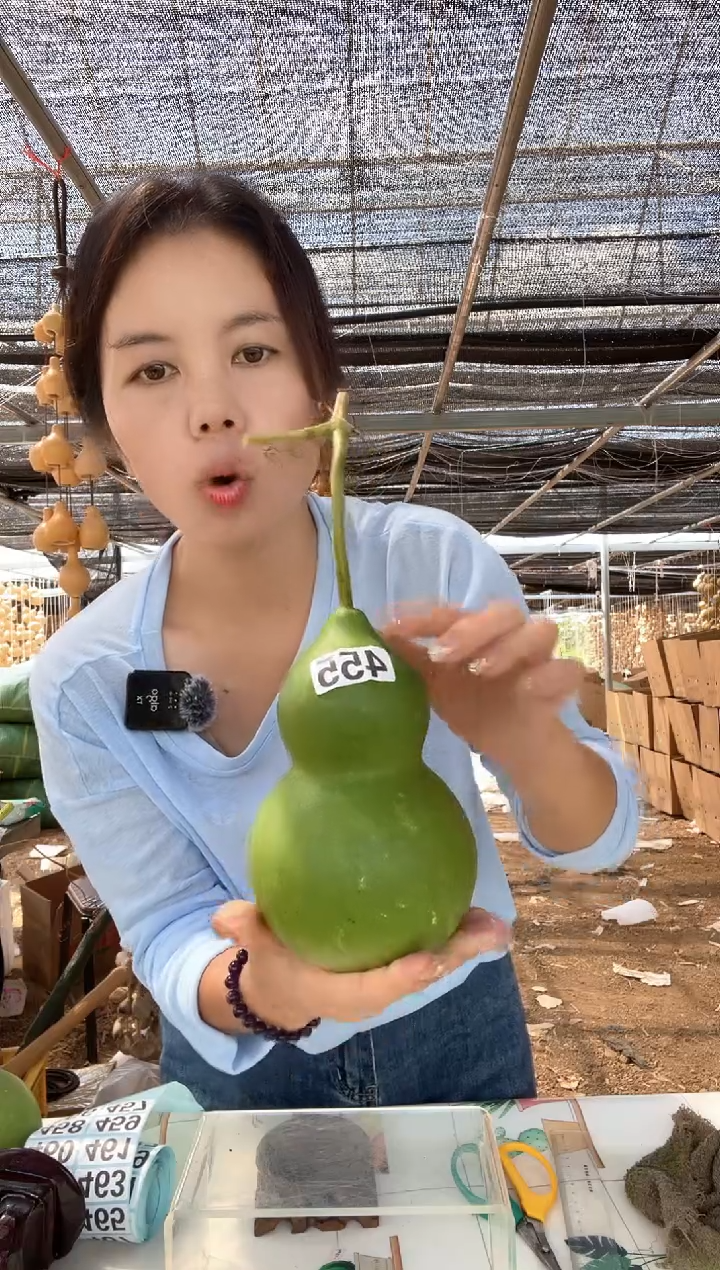 455天然葫芦摆件 一物一拍龙头不保售后