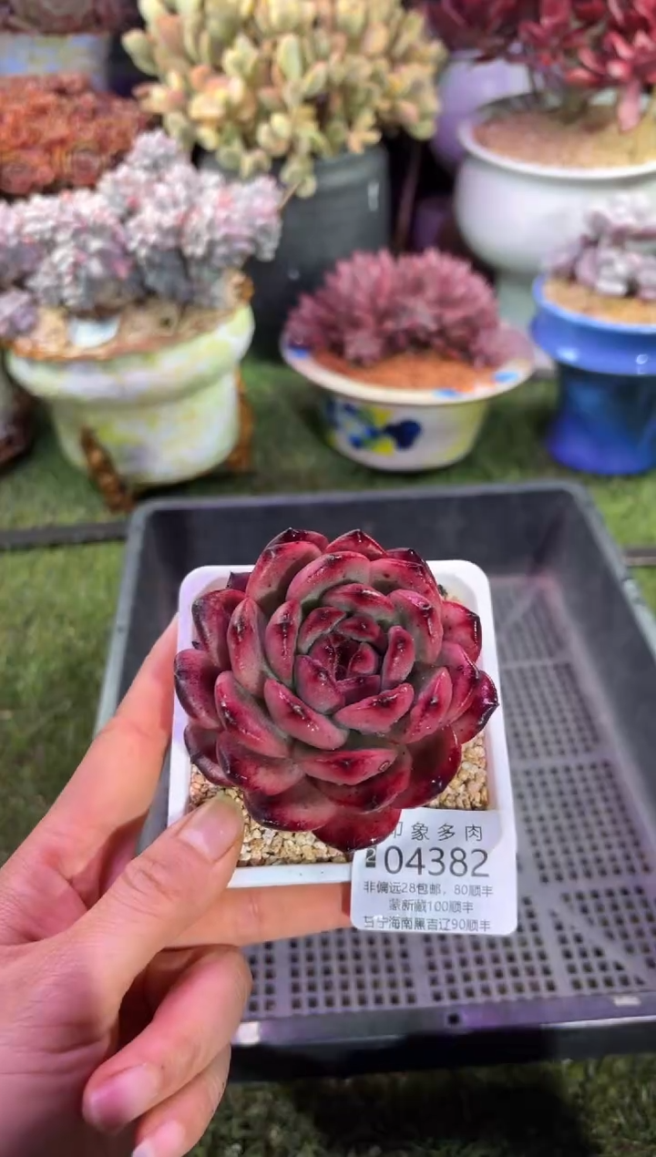 【闪购商品】04382