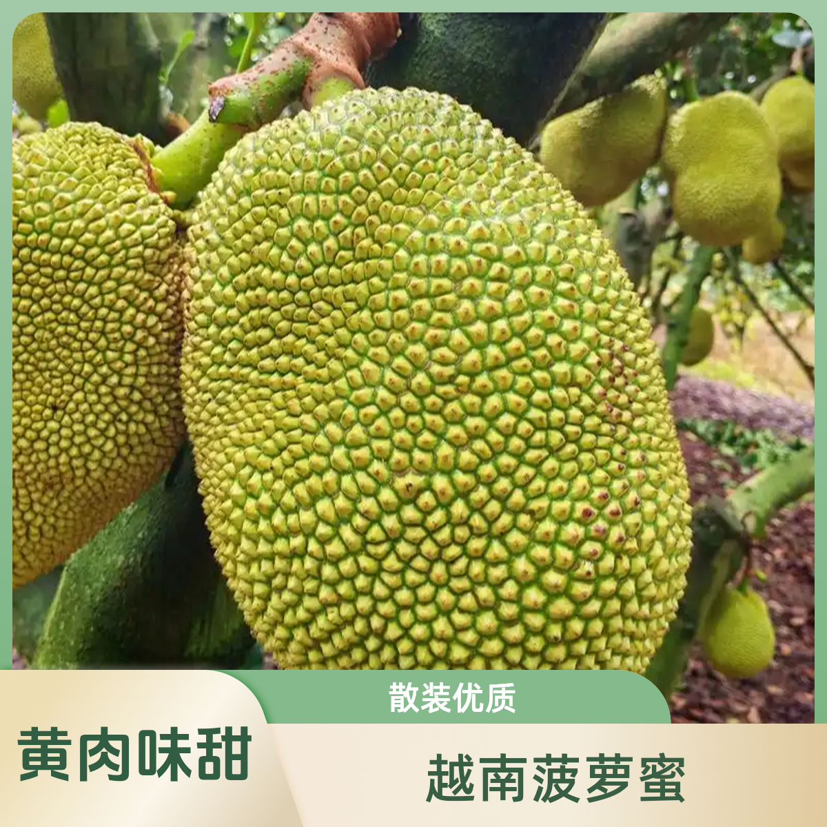 越南进口老树树熟果 干包黄肉干苞菠萝蜜越南社会主义共和国