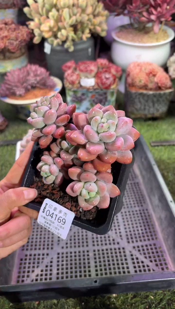 【闪购商品】04169