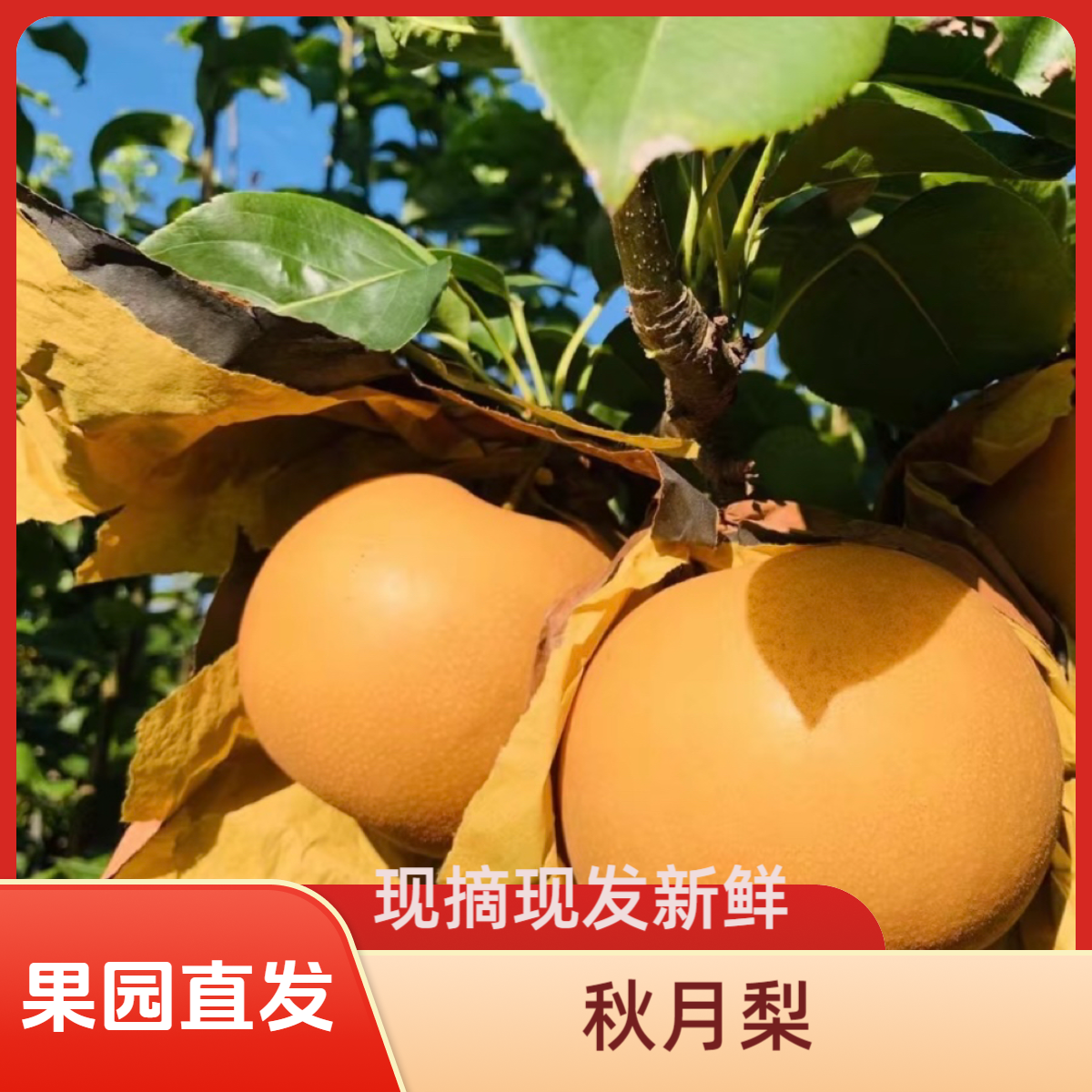 秋月梨新鲜现摘现发脆甜多汁当季水果
