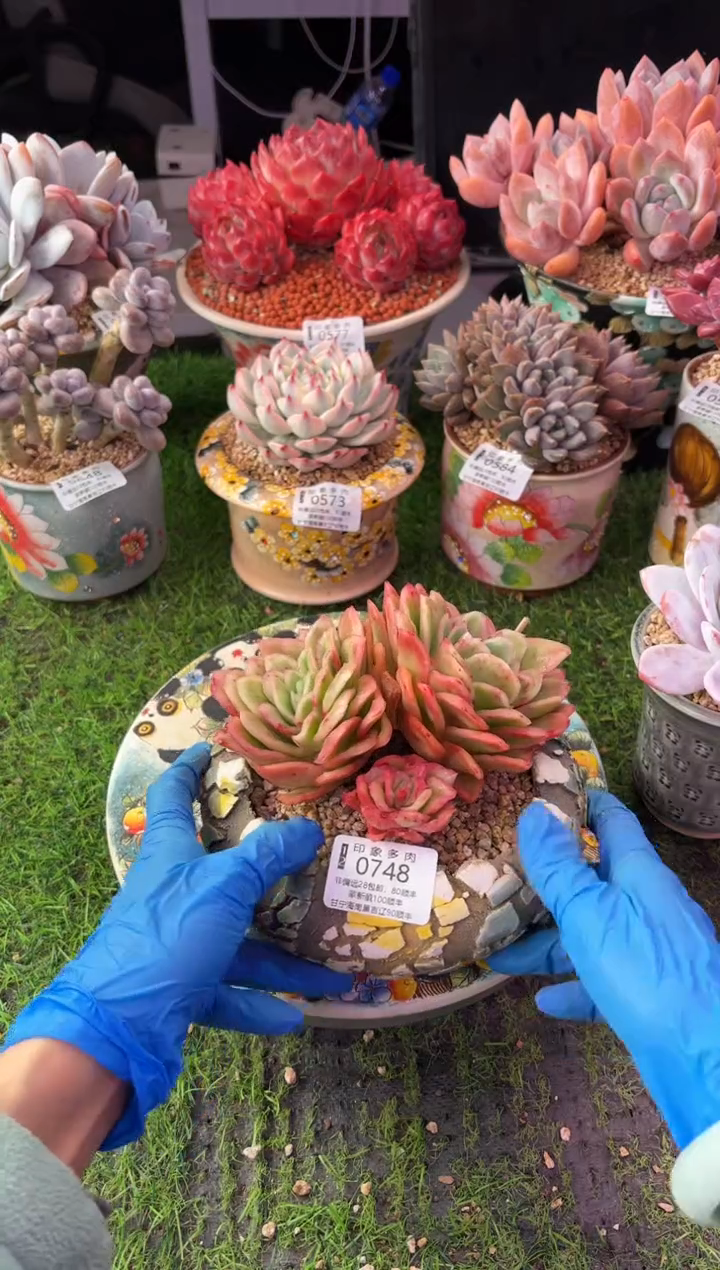 昆明印象多肉0748