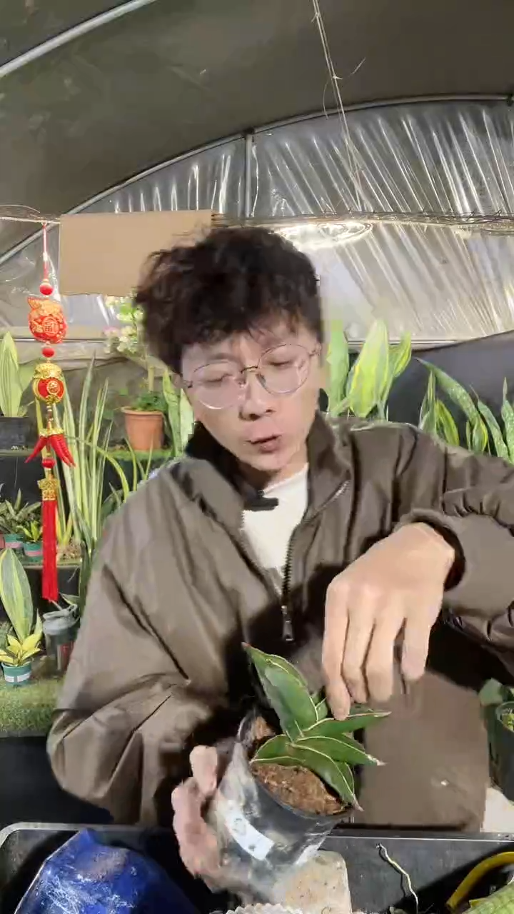 玫瑰武士带盆土12.8