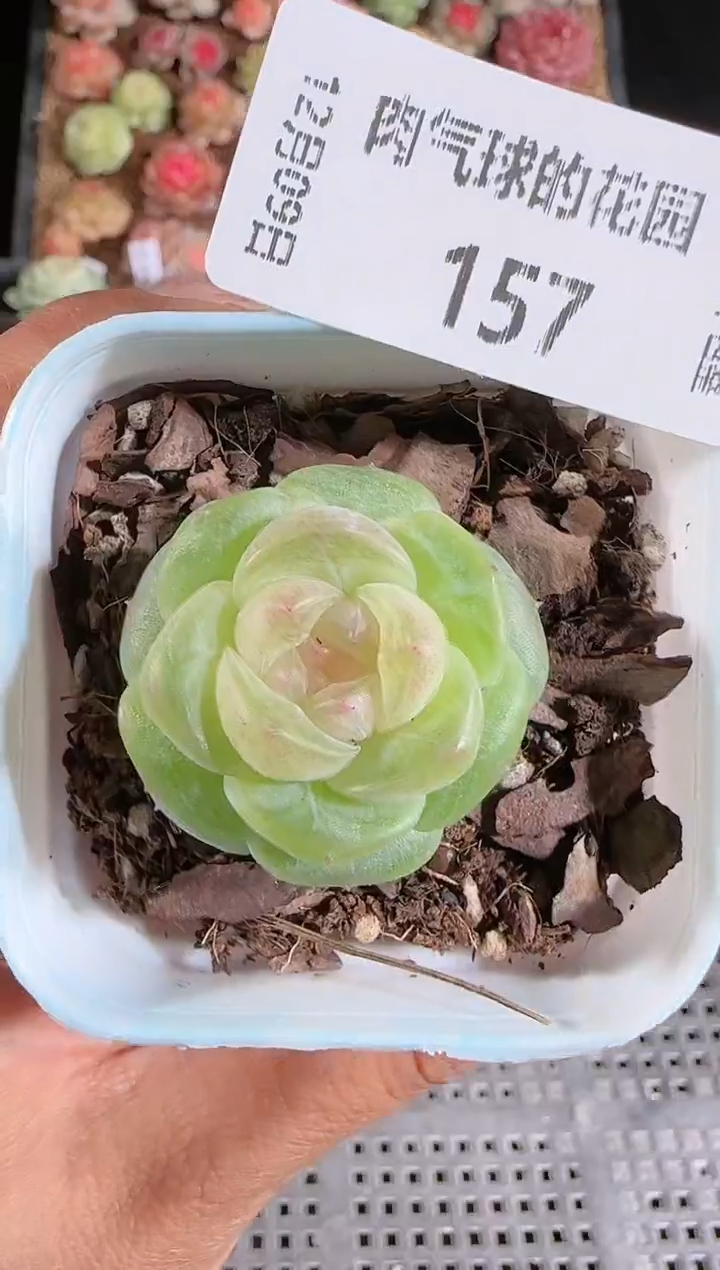 1209-157星月多肉群生不包整