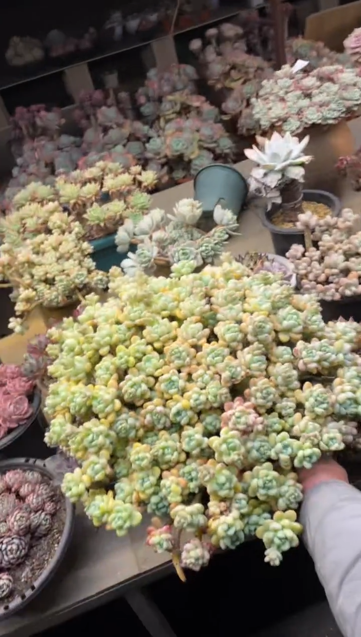 【闪购商品】324罗琦