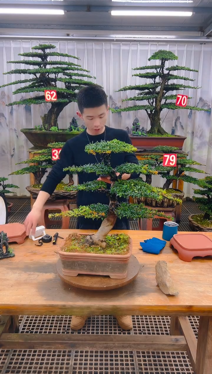 无花朵精品盆景直播间一物一拍