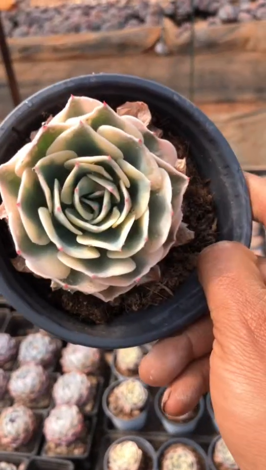 【闪购商品】玉碟锦6.9米