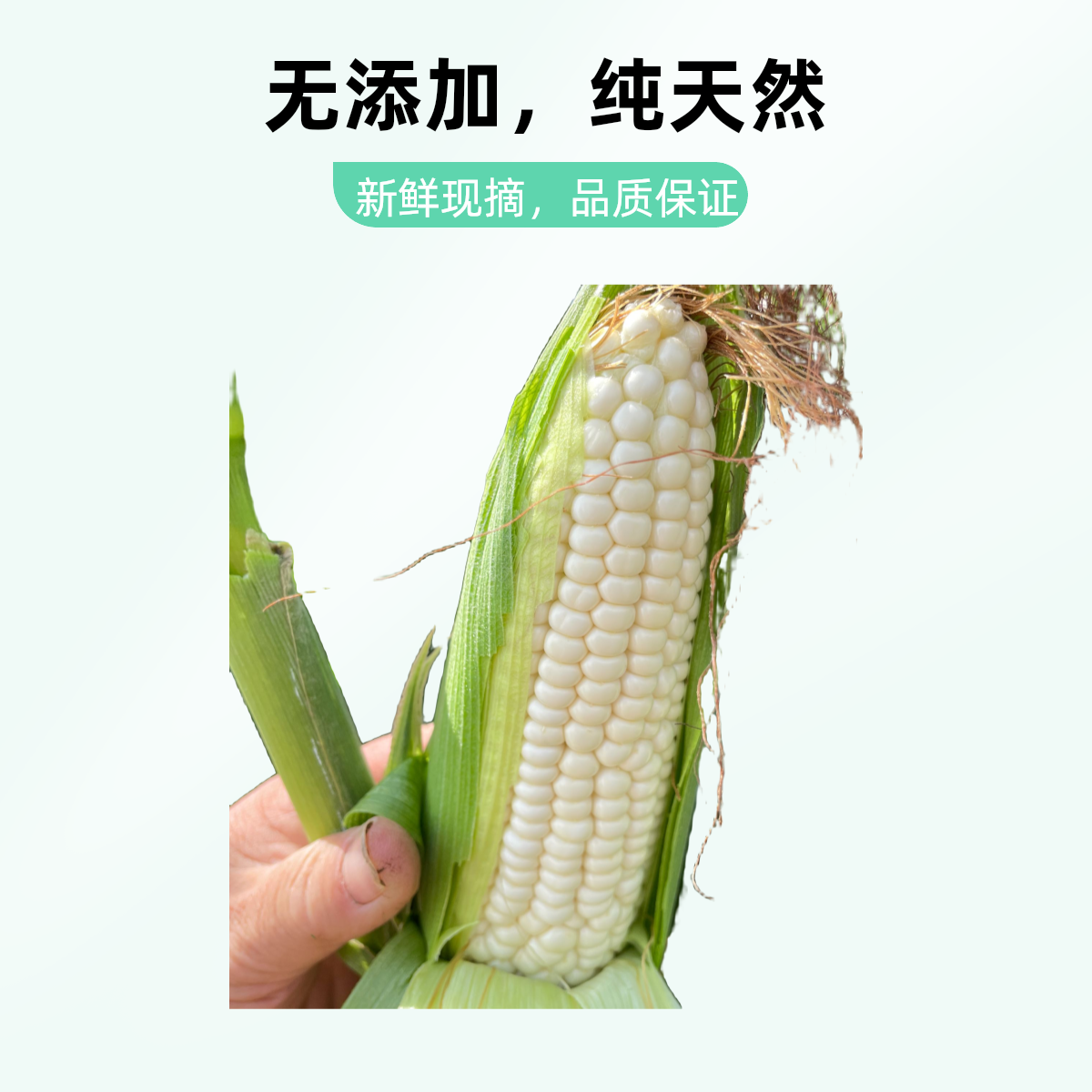 上海南汇本地【白糯玉米】净3/5/7/9斤新鲜上海市