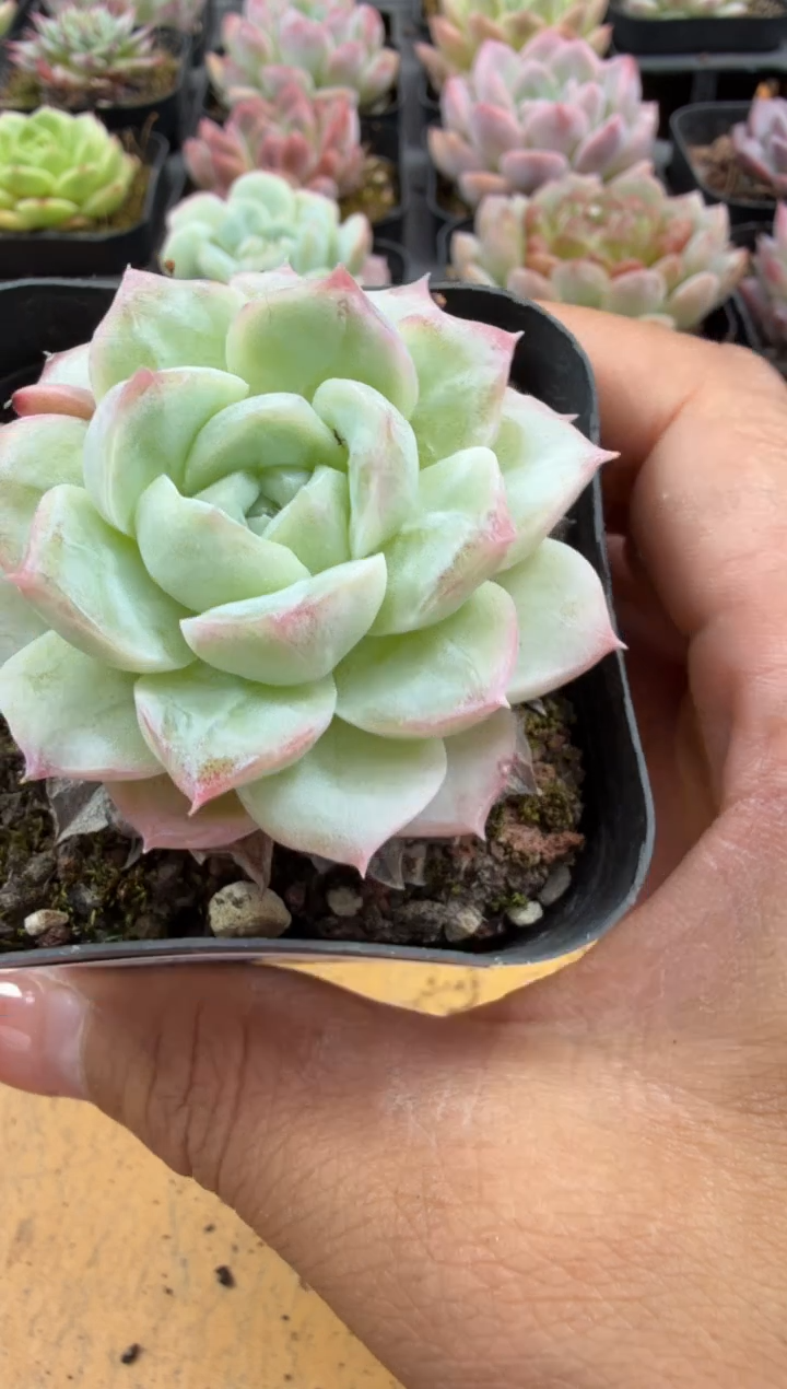 东云多肉园二店-253