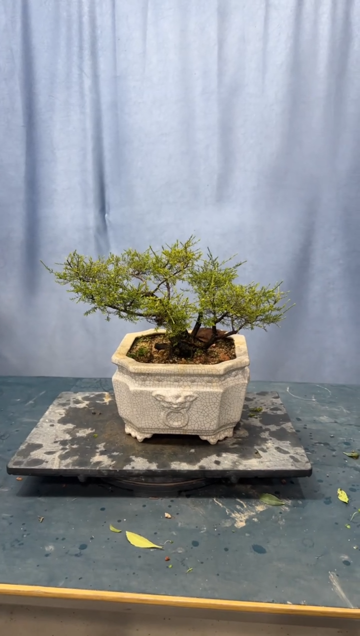 【闪购商品】盆景岗松