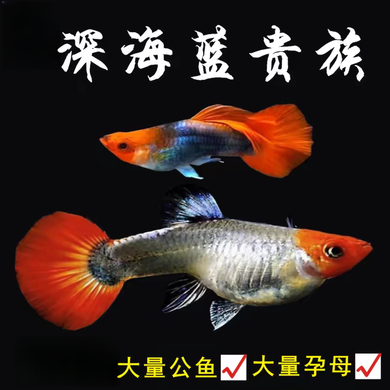 【深海蓝贵族】纯种孔雀鱼6条易繁殖观赏鱼孔雀鱼淡水小型热带鱼