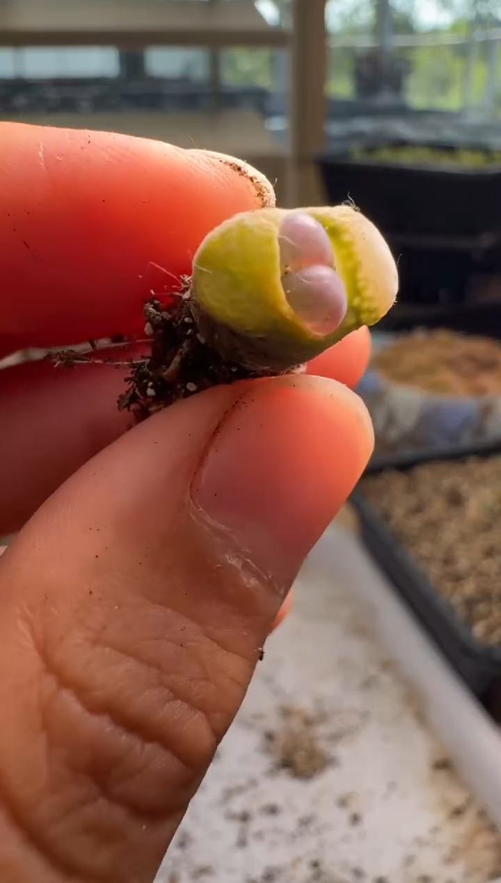 8-412多肉植物肉锥