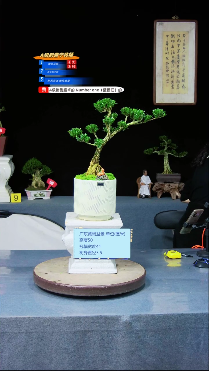 雀舌黄杨盆景雀舌黄杨盆景