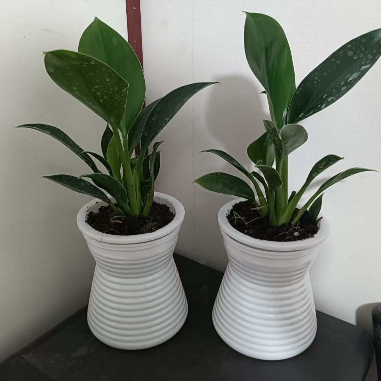 带小蛮腰水培金钻买一送一净化空气20-30CM新手必备桌面盆栽1株