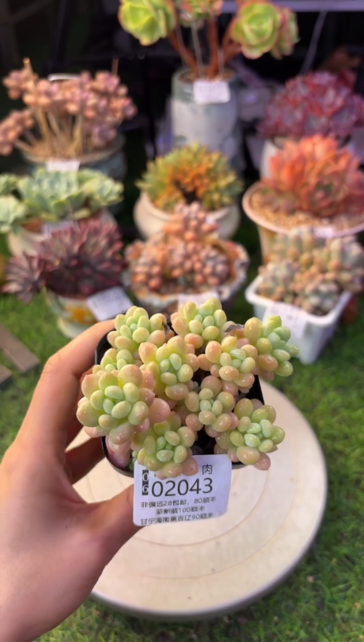 昆明印象多肉02043