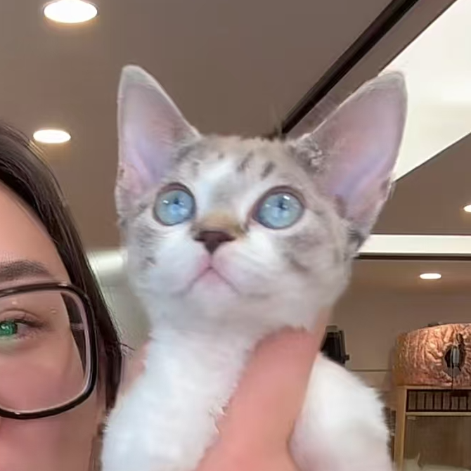 来了姊妹-山猫纹加白色 德文猫  妹妹 34