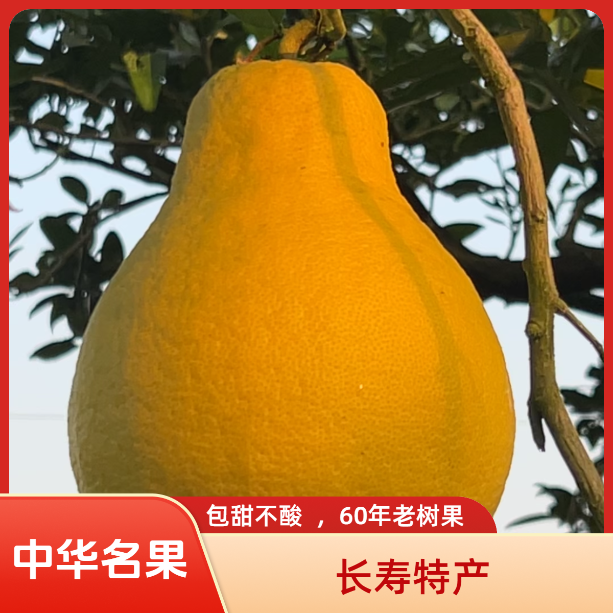 【牛牛专属】长寿邻封沙田柚，纯甜无酸重庆市