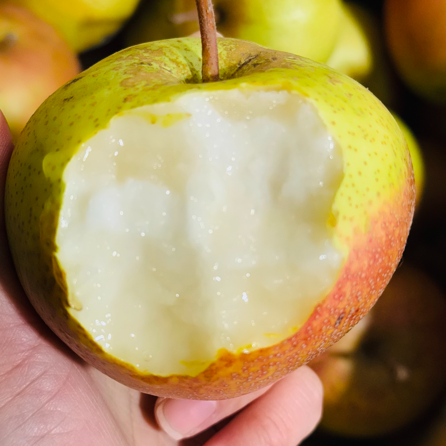 【东北特产延边苹果梨】酸甜可口