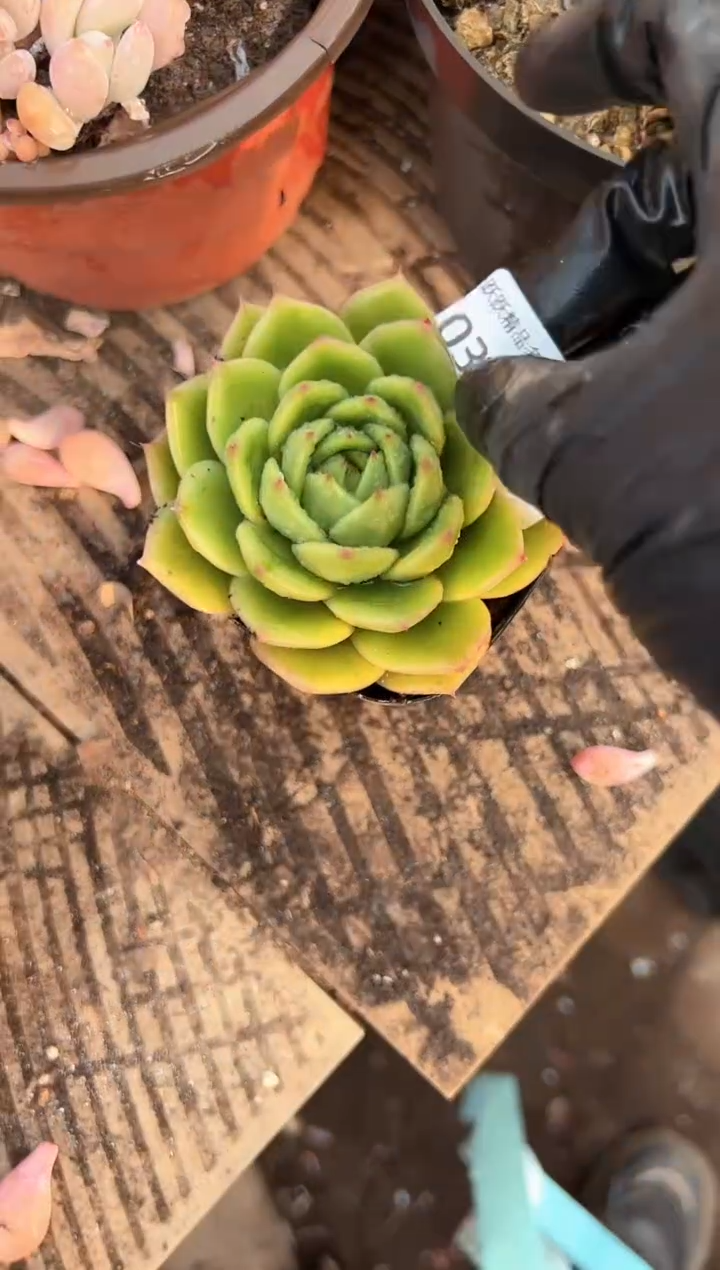 完**生多肉植物一物一拍03321