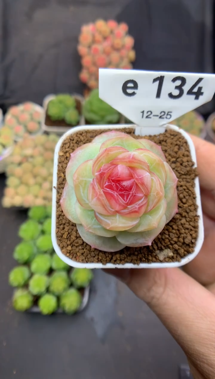 e134 情书C 可带盆土 22.8