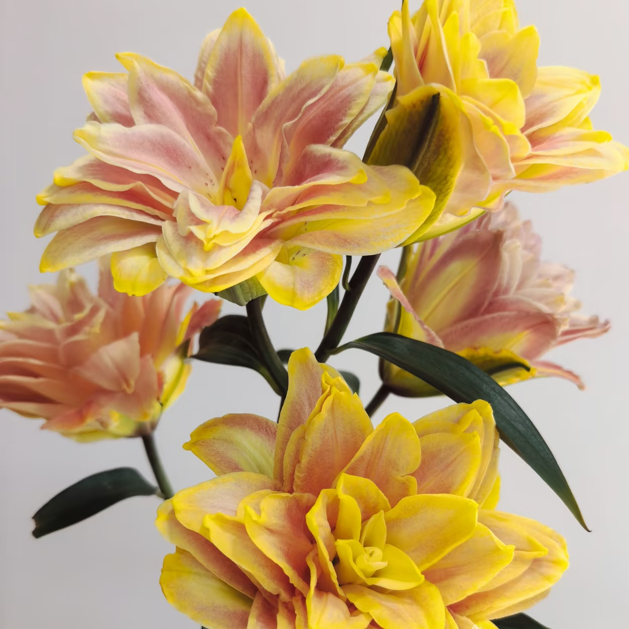 （睿睿甄选）AA级冬日暖阳重瓣百合多头云南基地现采现发一单也包邮