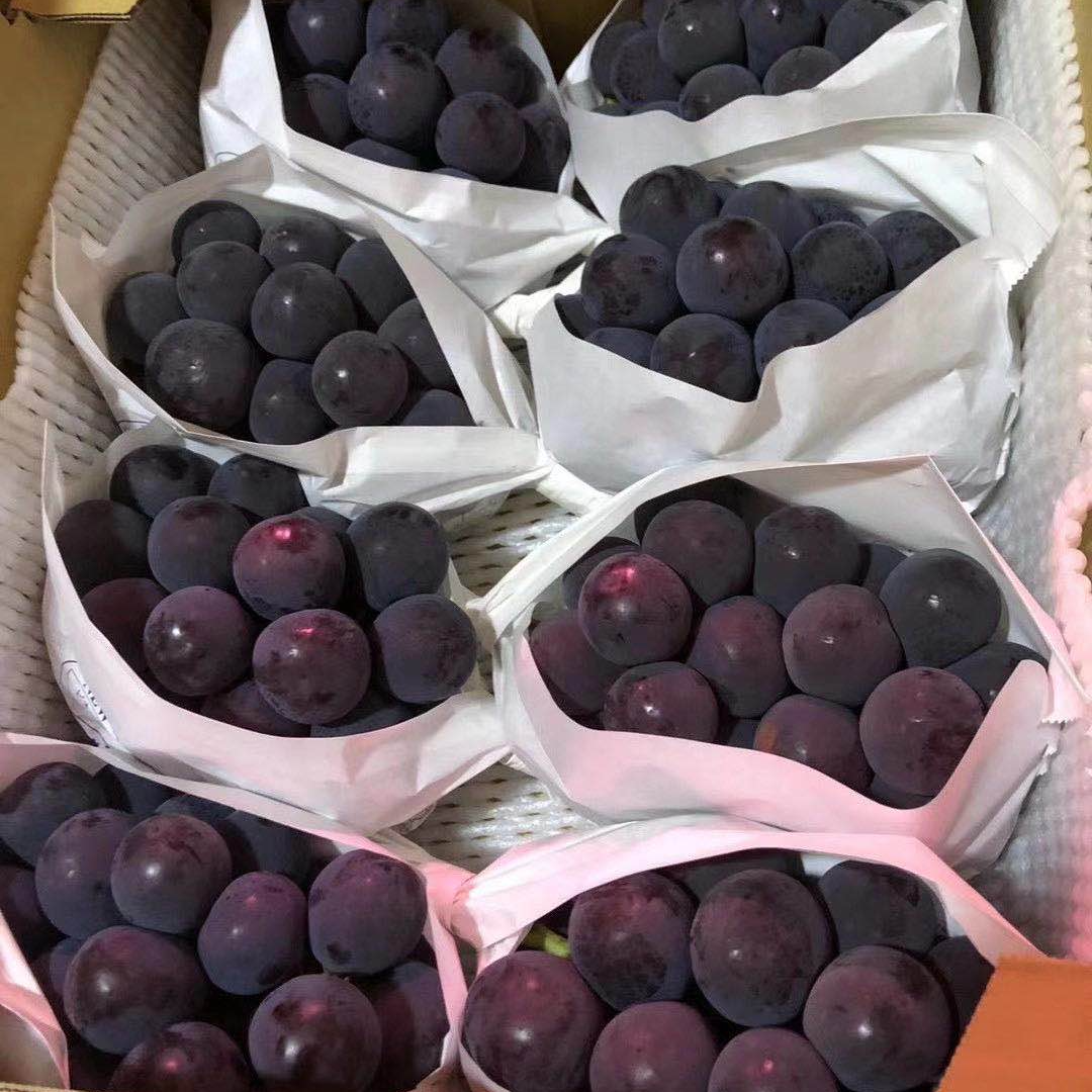 【市区送货】 新鲜巨峰葡萄 大葡萄 孕妇夏季水果 整框广东省