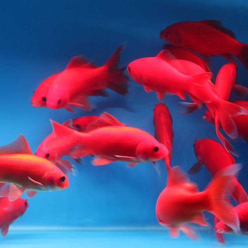 观赏鱼 淡水鱼 冷水鱼 各种品种 好养好活