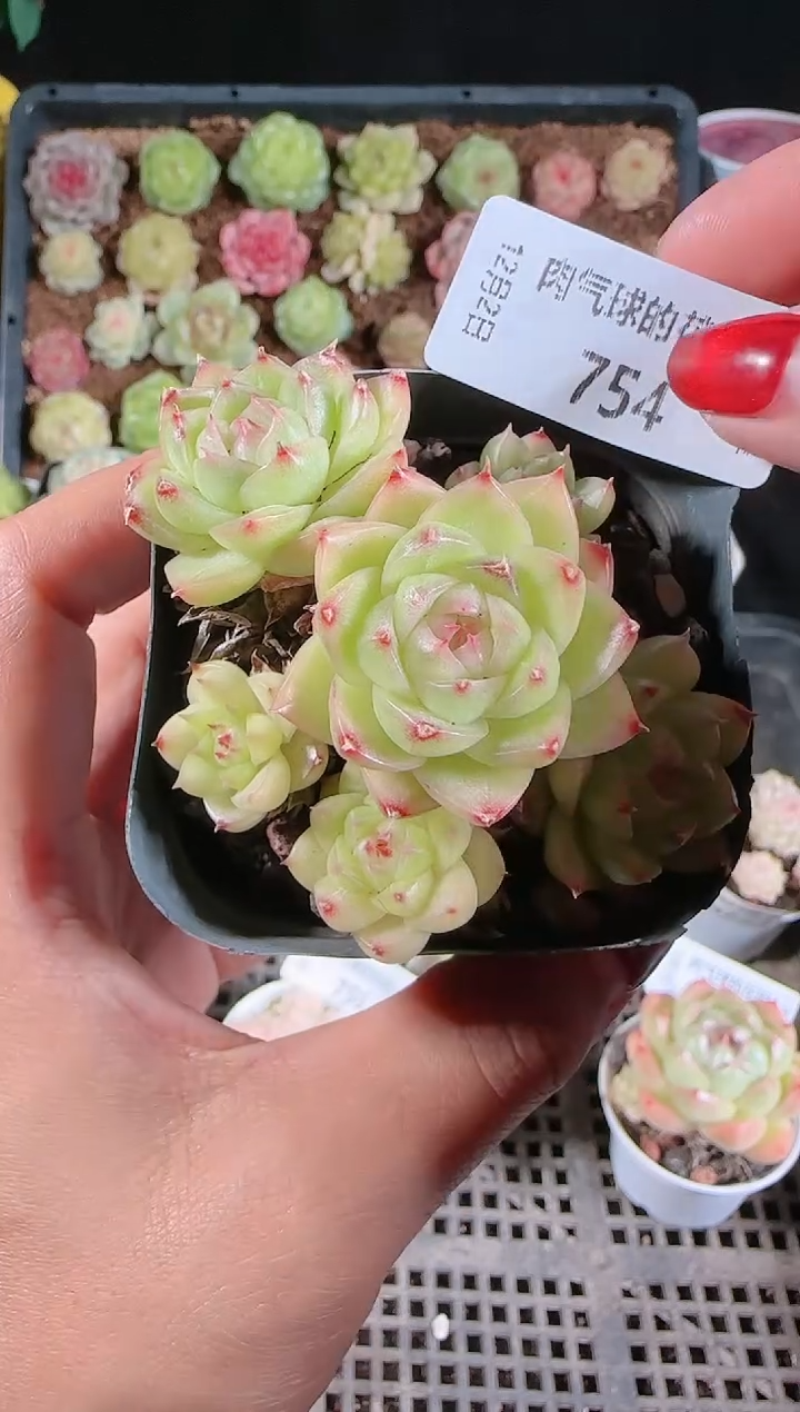 1202-754多肉群生不包整