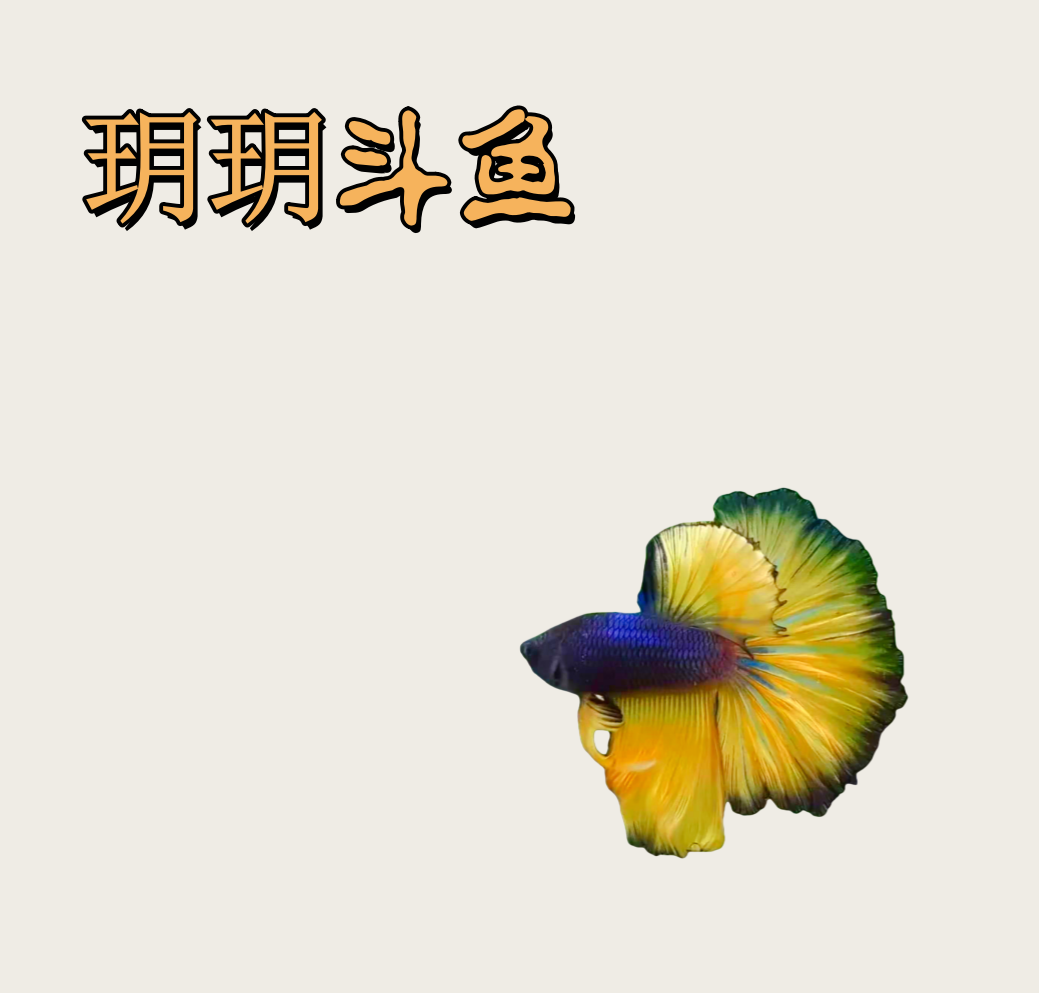 B1（1-24）泰国斗鱼精品鱼小型热带观赏鱼【直播间选鱼】