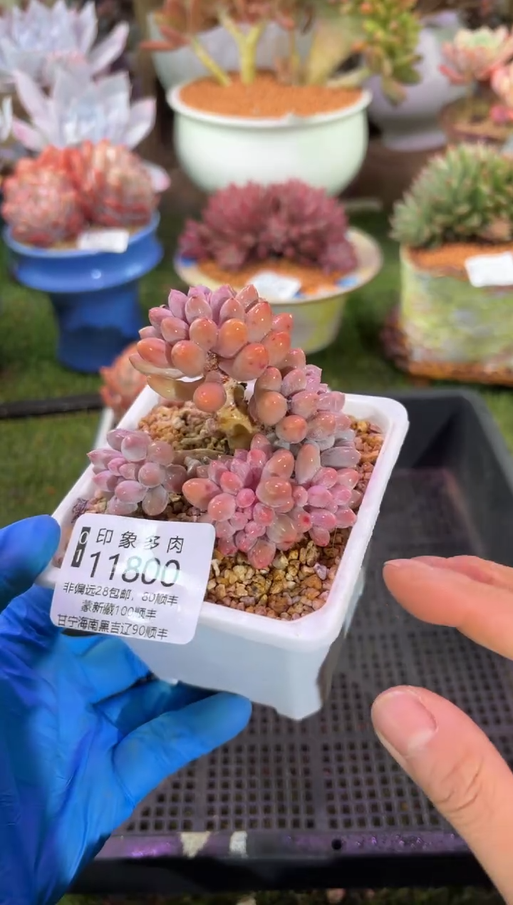 【闪购商品】11800