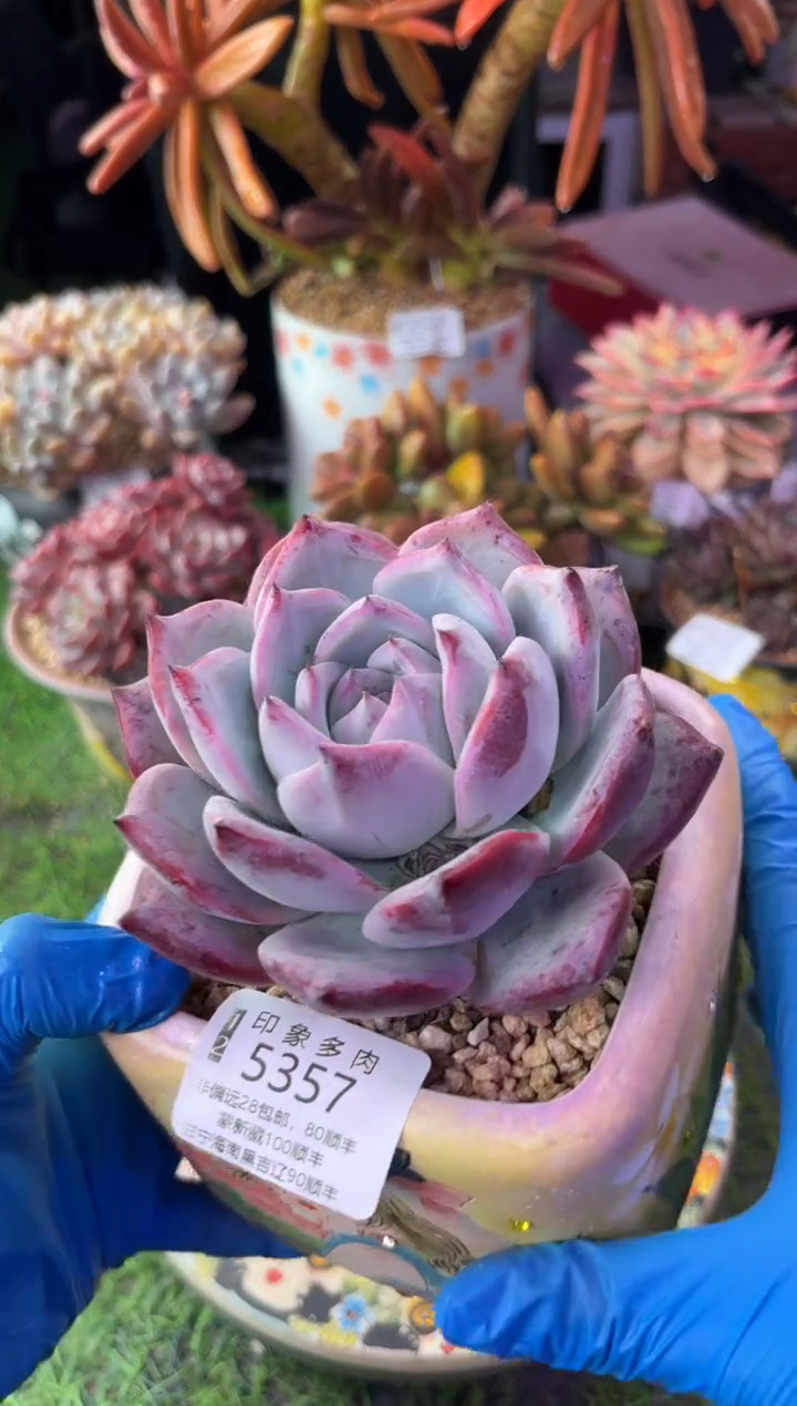 昆明印象多肉5357