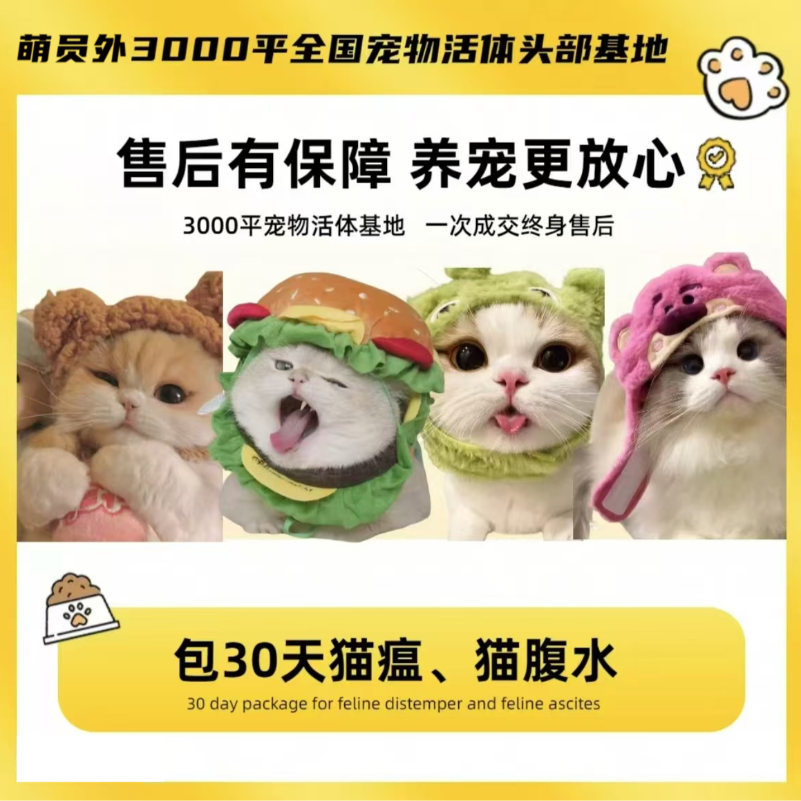【萌员外宠物猫猫】—冰冰专属