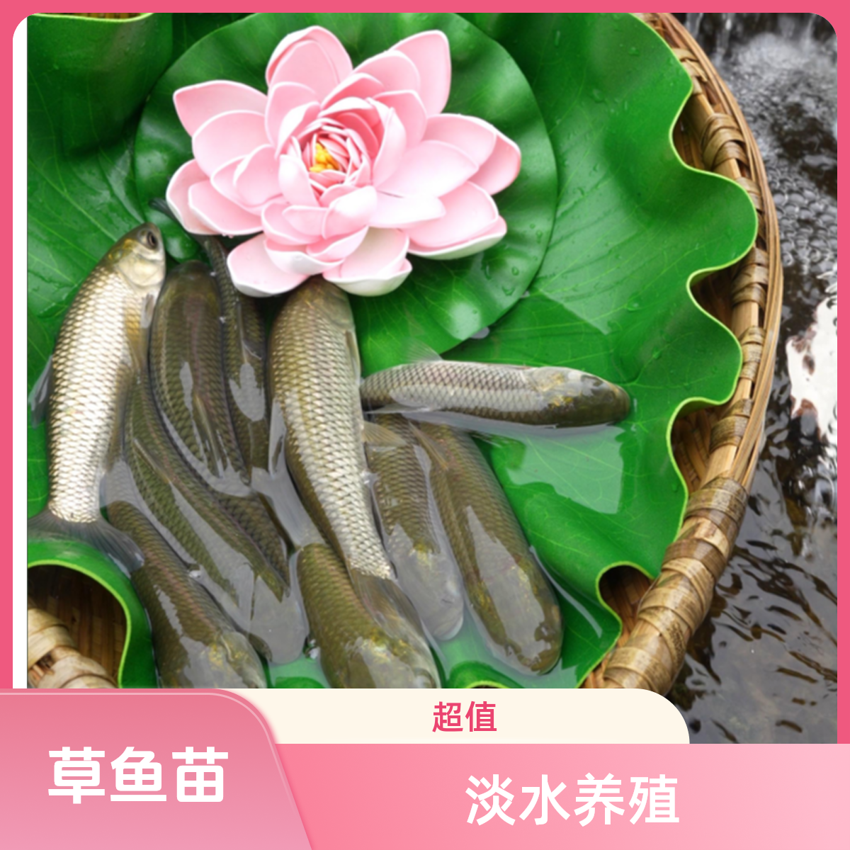 草鱼苗 淡水养殖 四川眉山发货