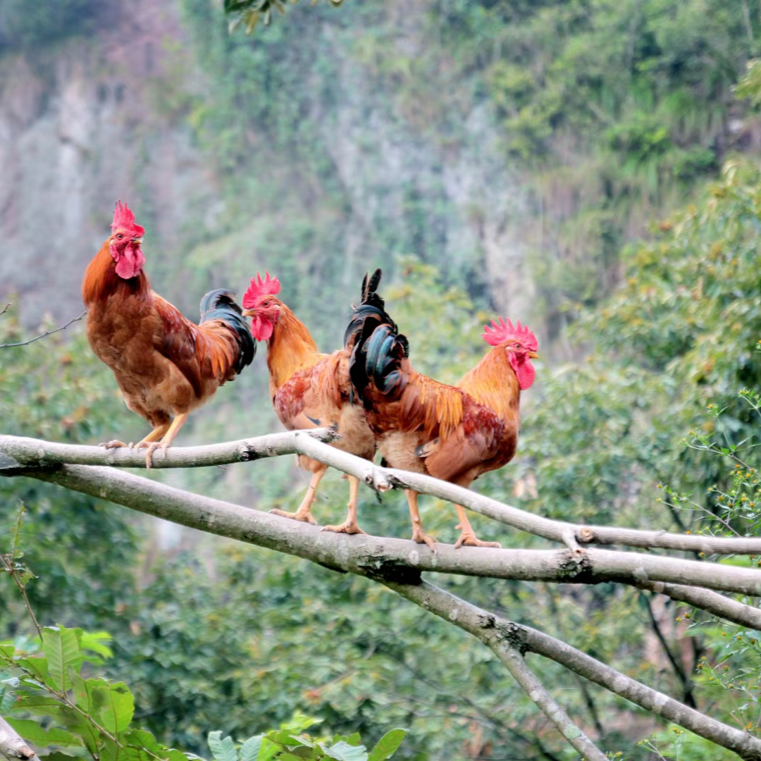 高山放养土鸡 300多天土公鸡
