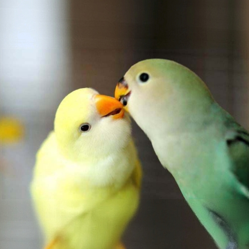 十级粉丝福利运费专享链接，鹦鹉私拍，不发