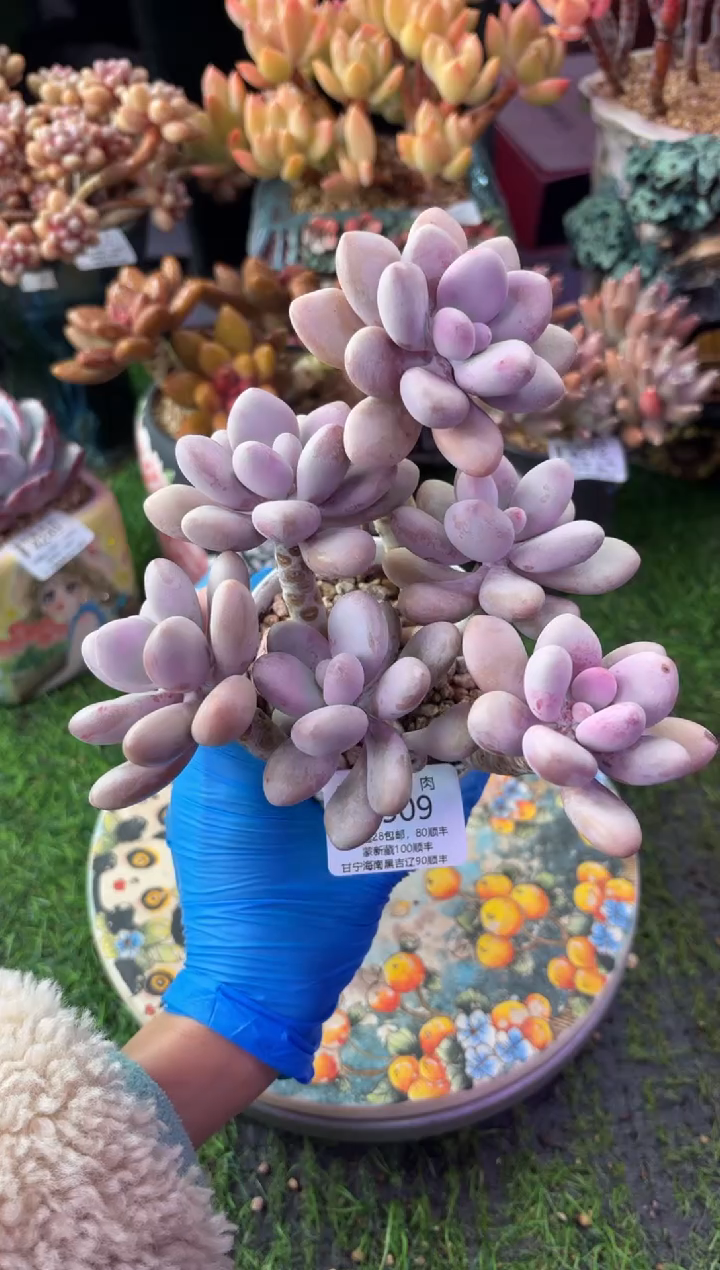 昆明印象多肉4509