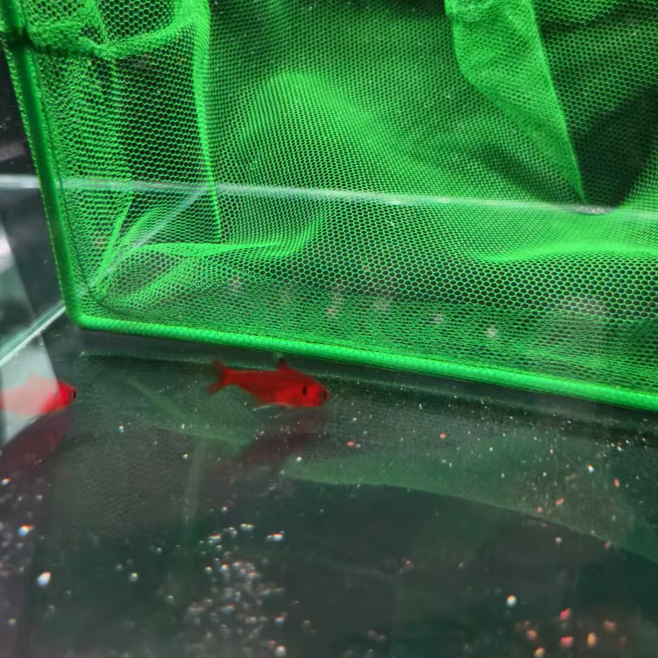 西西小鱼 橘艳水晶旗 灯科鱼