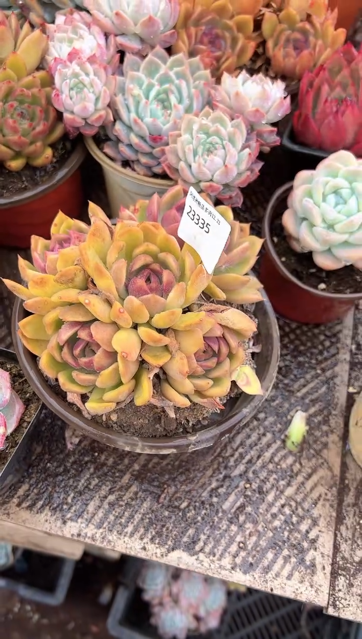 沙**舟多肉植物一物一拍23335