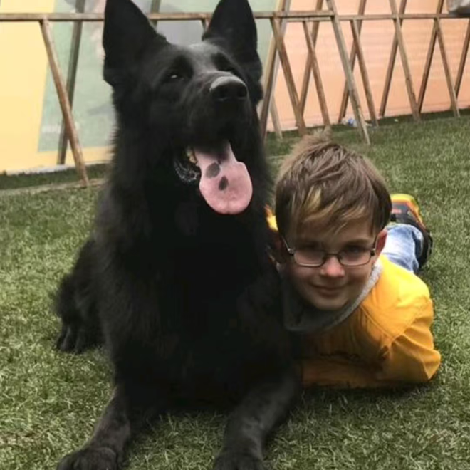 美美犬舍黑西德牧羊犬